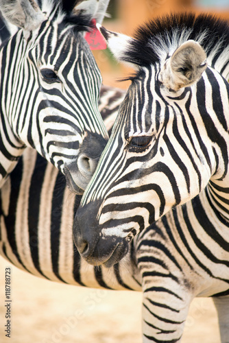 Fototapeta Naklejka Na Ścianę i Meble -  Two zebras