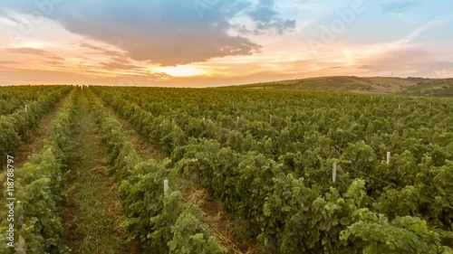 aerial view of  a hillside over rows of vineyards at sunset

