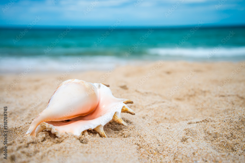 Natural sea shall on Beautiful tropical island beach summer holiday - Travel summer vacation concept. Natural sea shall on Beautiful tropical island beach summer holiday - Travel summer vacation concept.