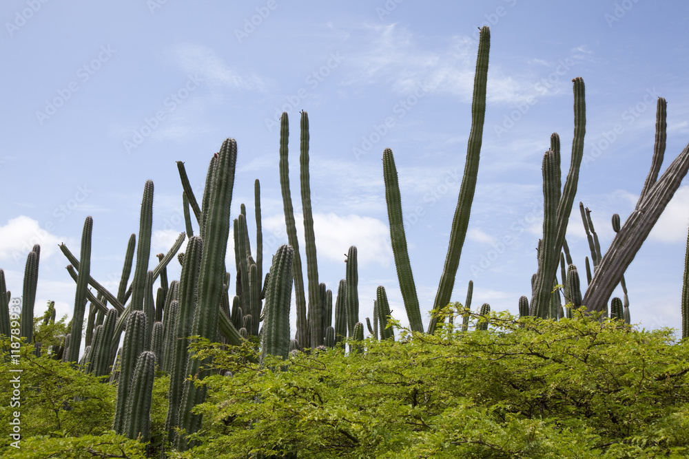 Cactuses.