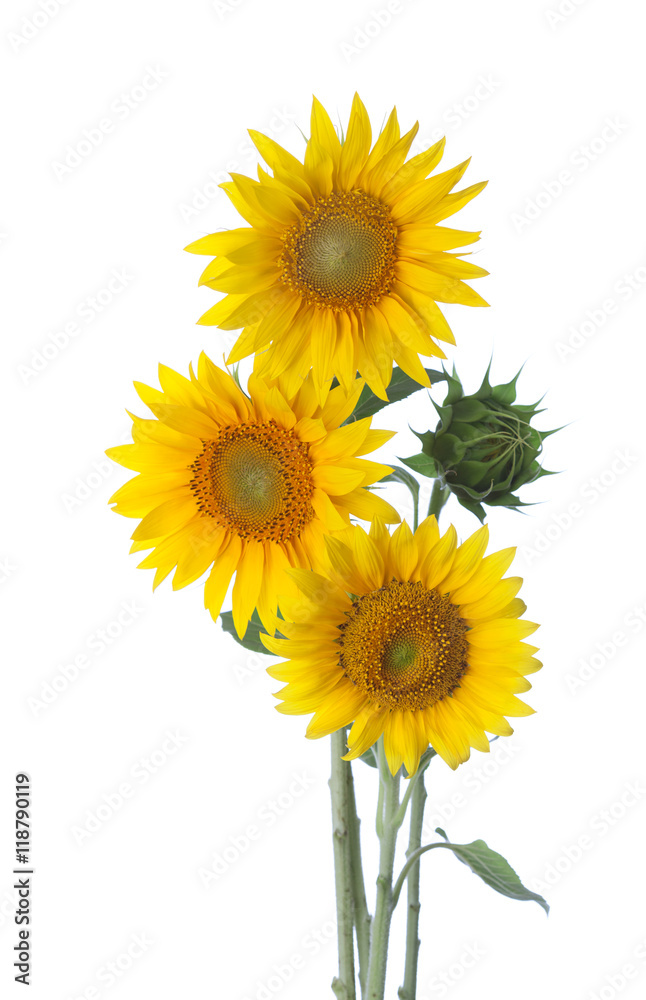 Fototapeta premium Three sunflowers isolated on a white background