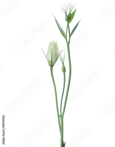 Branches of eustoma with buds isolated on white.