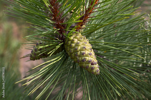 Pine branch. Conifer, pinecone tree, nature,