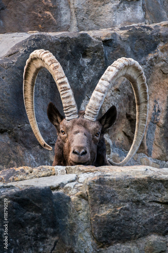 One great Siberian ibex