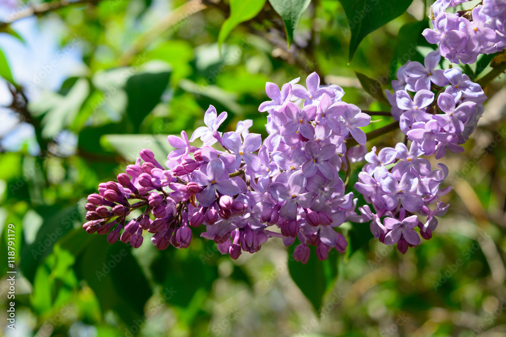 Lilac blooms.Lilac blooms. A beautiful bunch of closeup. Flowering. Bush Bloom. flowers in the garden. Lilac blooms.Lilac blooms. A beautiful bunch of closeup. Flowering. Bush Bloom. flowers in the garden.