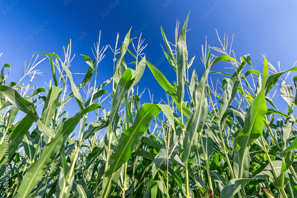Landwirtschaft Feld Mais Riesig Landwirtschaft Feld Mais Riesig