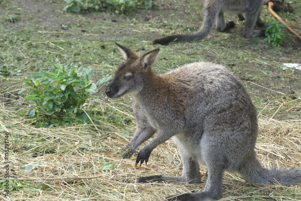 Känguru Känguru
