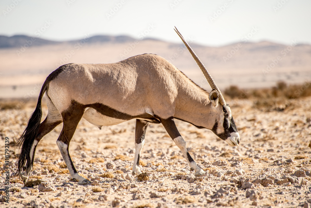 Fototapeta premium Oryx in Namib Desert