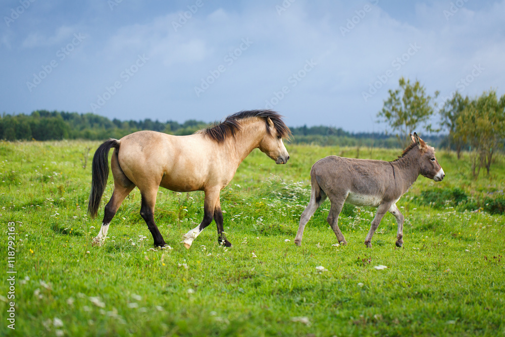 welsh pony and gray donkey