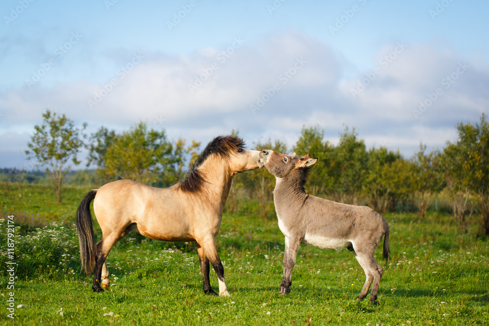 Fototapeta premium welsh pony and gray donkey