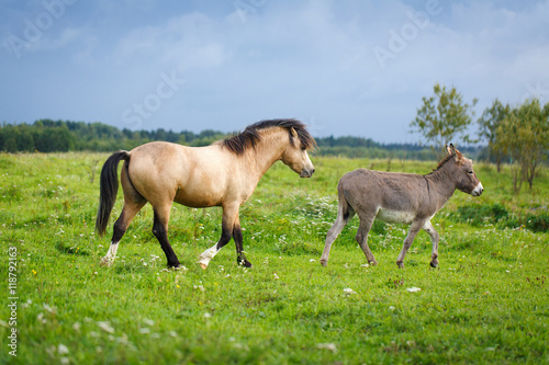 welsh pony and gray donkey