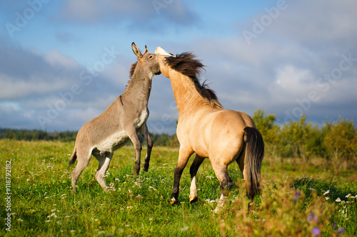 welsh pony and gray donkey