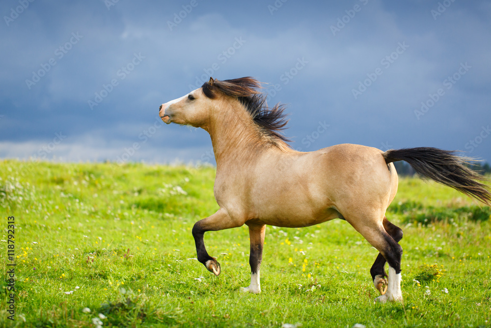 Obraz premium welsh pony