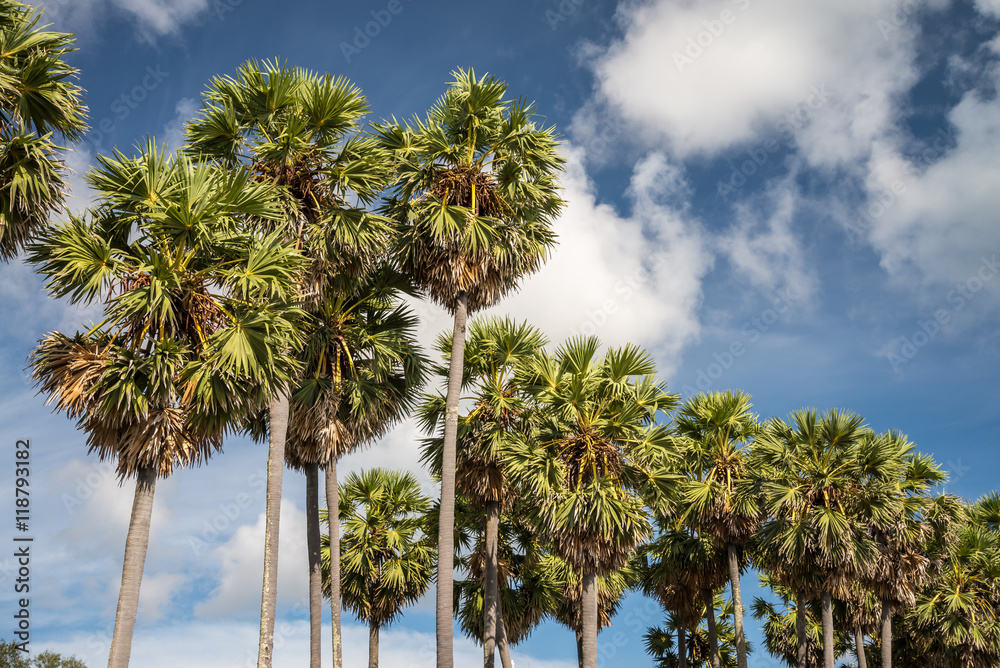 Toddy or Sugar palm tree with blue sky