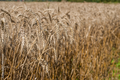 Wheat field