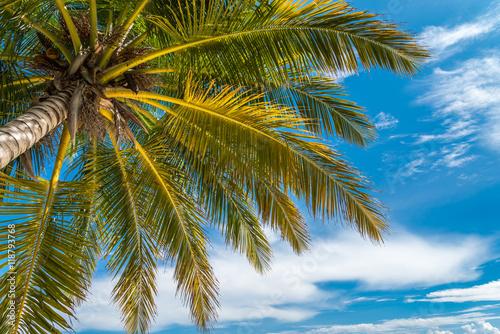 Coconut palm trees in sunny day blue sky background - Travel summer holiday concept. 
