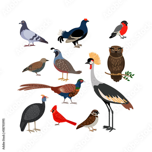 Vector bird isolated icons. Owl and pheasant, bullfinch and crane