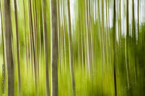 silver birch forest blur