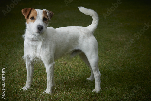 Fototapeta Naklejka Na Ścianę i Meble -  Jack Russell Parson Terrier dog standing on green grass 