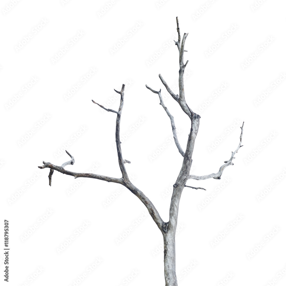 Single old and dead tree isolated on white background. This has clipping path.