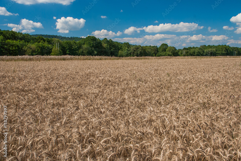 Fototapeta premium Wheat field