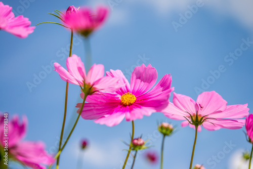 A cosmos flower in sunny day with blue sky background.