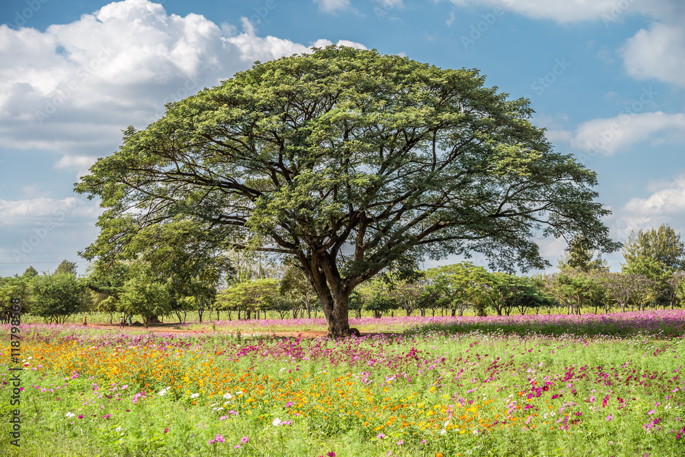 Big tree in the flower outdoors garden with blue sky background. Big tree in the flower outdoors garden with blue sky background.