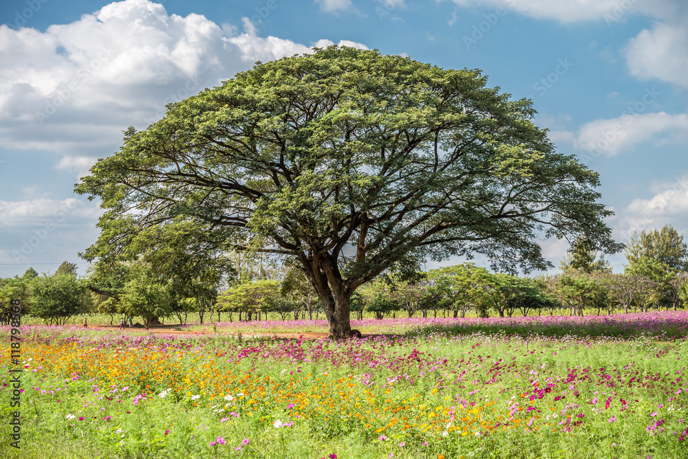 Big tree in the flower outdoors garden with blue sky background.