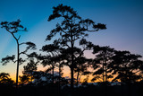 Silhouette pine forest in sunset evening on the mountain, nature traveling or save the earth concept.