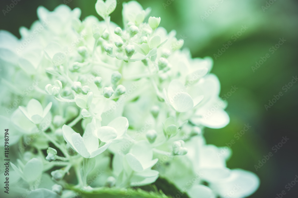 Hydrangea in the garden. Shallow depth of field. Toned image. Hydrangea in the garden. Shallow depth of field. Toned image.