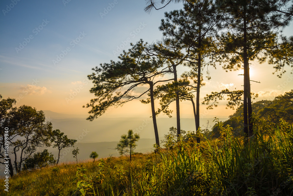 Pine forest on the mountain, Nature traveling or save the earth concept. Pine forest on the mountain, Nature traveling or save the earth concept.