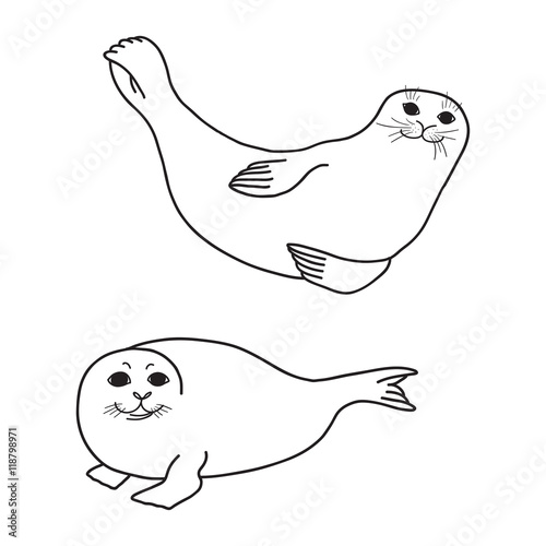 Pretty Seals isolated on white. Vector Set of marine mammal. Two