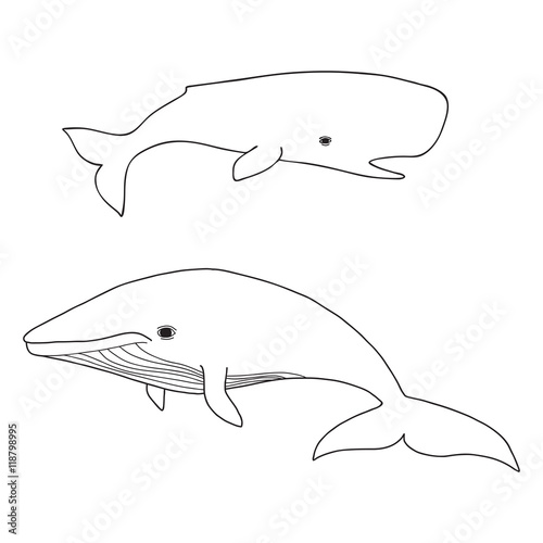 Cartoon vector sea whale and cachalot. Vector sketch doodle line