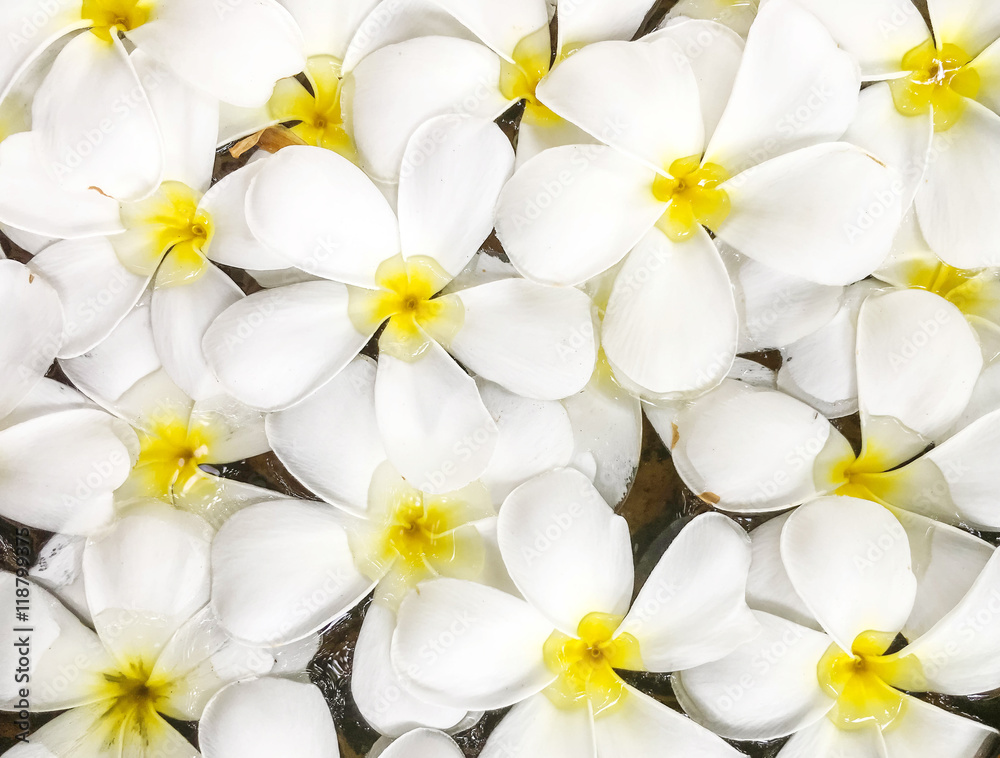 Closeup group of white fallen flower float on water in basin for decoration in the garden textured background Closeup group of white fallen flower float on water in basin for decoration in the garden textured background