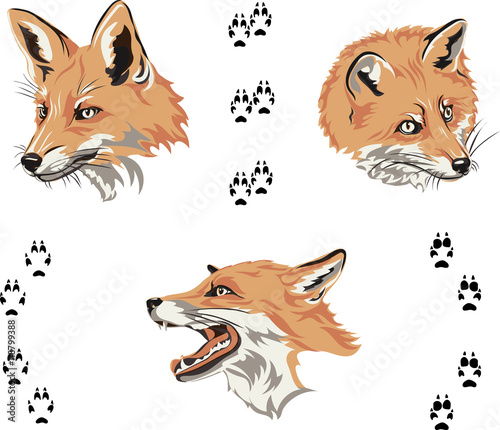 Fox, portrait, color, fox's snout, vector, silhouette, set