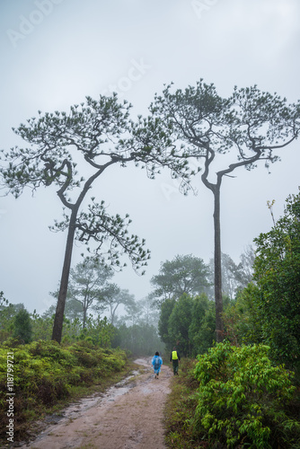 Pine forest on the top of mountain, northern of Thailand. Nature traveling concept.