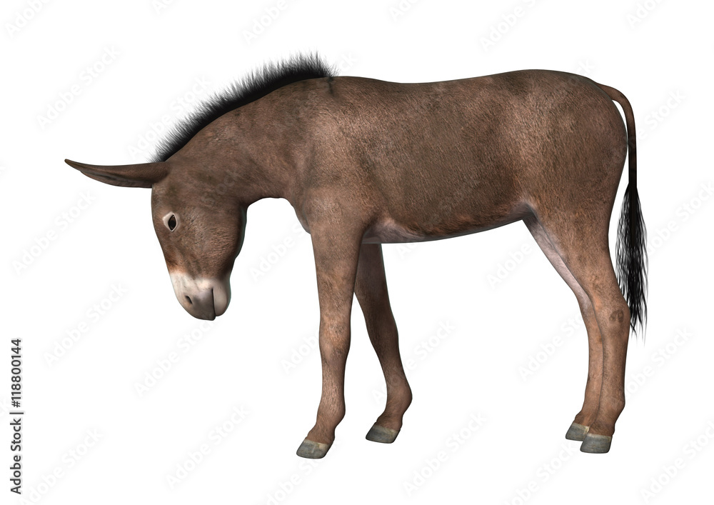Fototapeta premium 3D Rendering Donkey on White