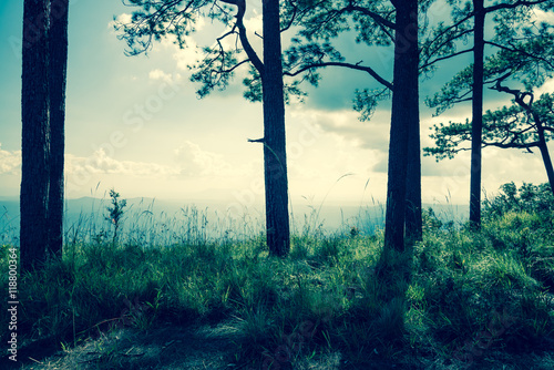 Pine forest on the cliff mountain - vintage tone