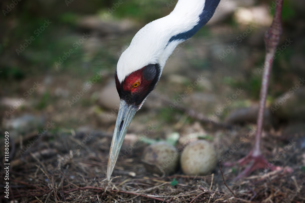 Fototapeta premium The white-naped crane