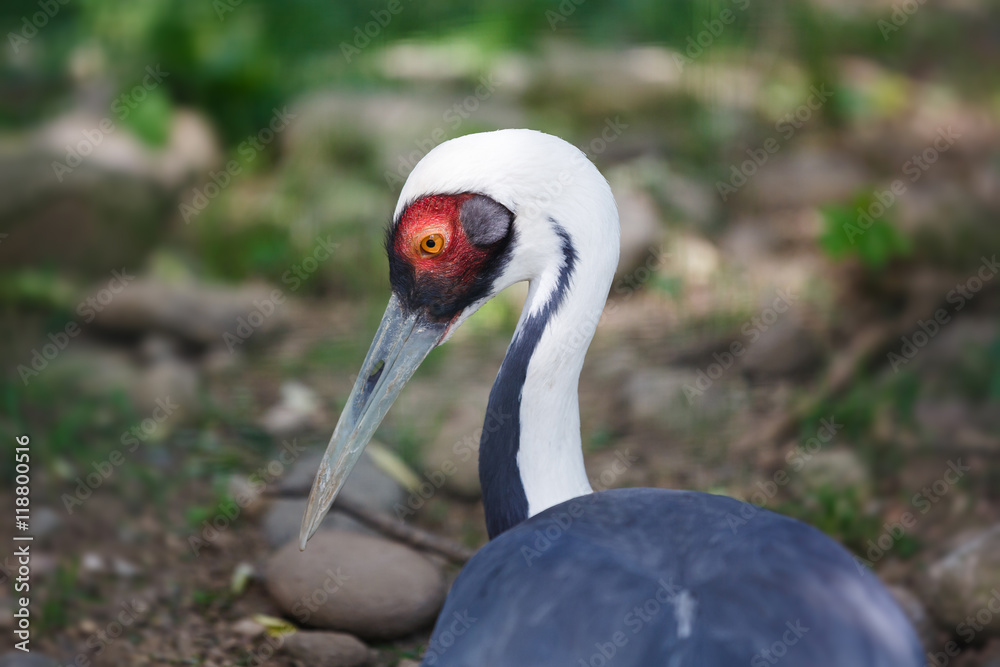 Fototapeta premium The white-naped crane