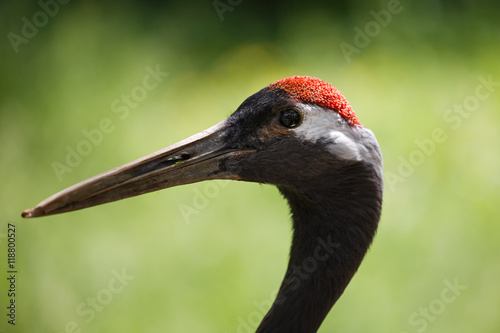 Red-crowned crane close up © castenoid