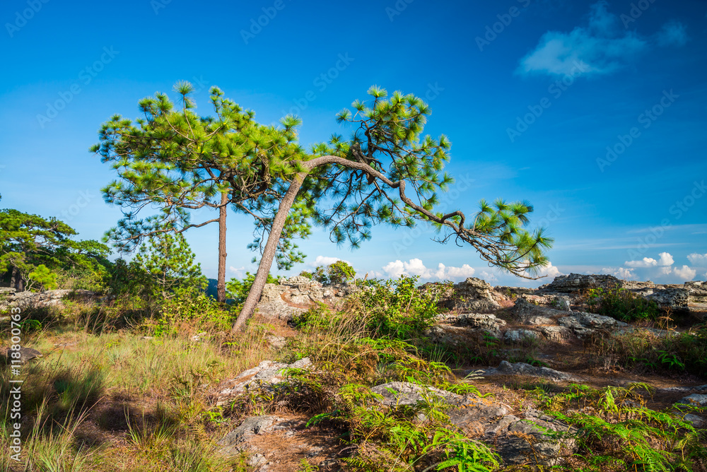 Pine forest on the mountain with blue sky background.