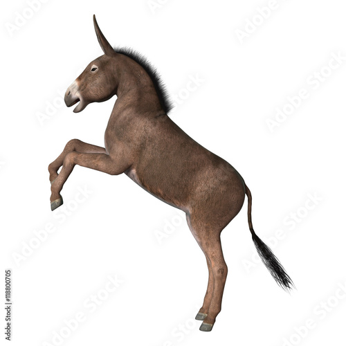 3D Rendering Donkey on White