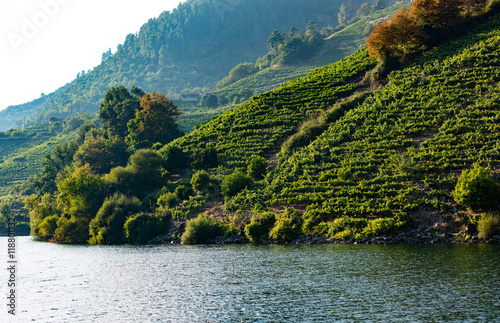 vineyard in terraces photo