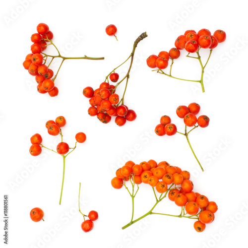 Isolated juicy rowanberries on a white background