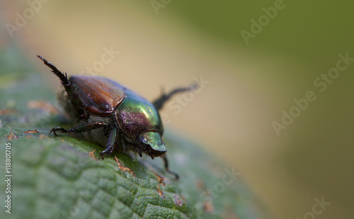 Ugly insect © Guy Sagi