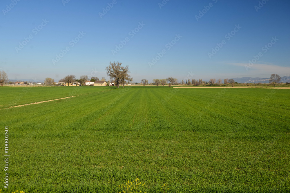 Green field, Umbria, Italy