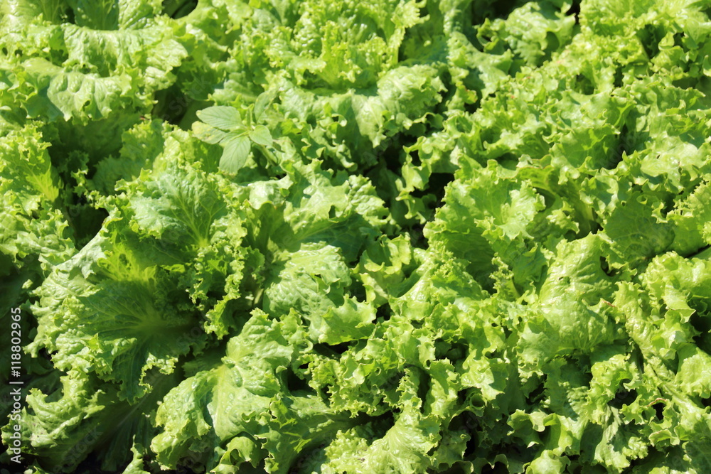 Crispy leaf lettuce on the vegetable patch in the summer garden Crispy leaf lettuce on the vegetable patch in the summer garden