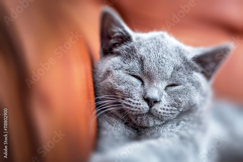 Fototapeta Naklejka Na Ścianę i Meble -  Young cute cat resting on leather sofa. The British Shorthair kitten with blue gray fur