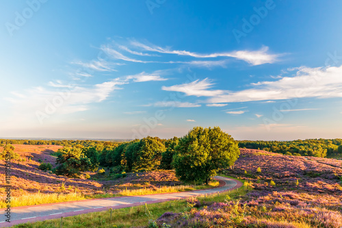 Blooming heathland with road at the Dutch Veluwe photo
